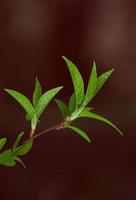Green branch of plant photo
