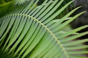 Green Palm Plant Leaves photo