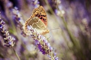 hermosa mariposa sentada sobre plantas de lavanda