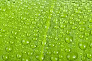 gotas de agua sobre la hoja de la planta verde
