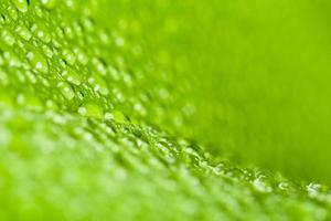 water drops on green plant leaf photo