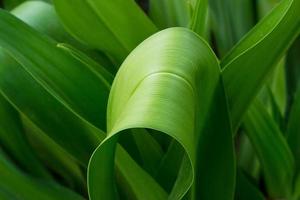 fresh green plant leaf tropical nature