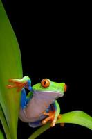 frog on plant leaves isolated black photo
