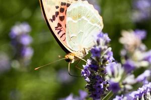 hermosa mariposa sentada sobre plantas de lavanda