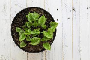 Potted green leaves young plant in black pot white background photo