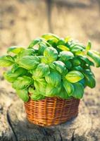 Organic basil plant in the basket on the wooden table photo
