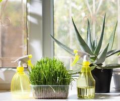 sprayers and different home plants in the pot on window-sill photo