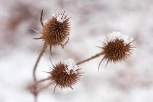 Thistle covered with snow photo