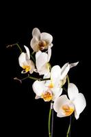white orchid flowers photo
