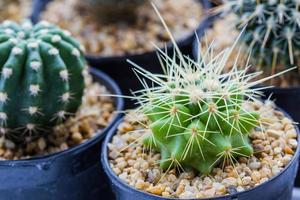 cactus con espinas. foto