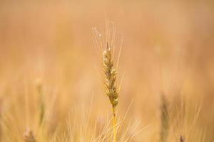 Wheat fields before harvest that is colored in gold