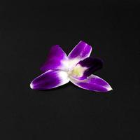 beautiful orchid photo