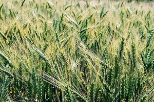 Background with wheat ears photo