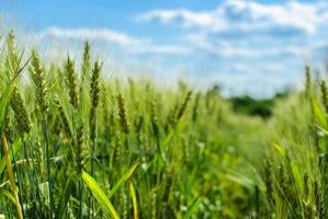 Wheat field against a blue sky photo