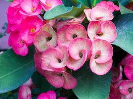 Crown of thorns flowers photo