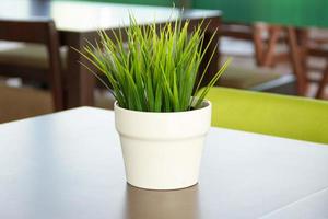 Potted grass put on the table photo
