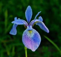 Blue Iris photo