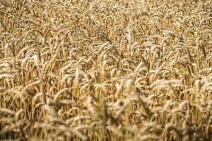 close up of a wheat field in summer