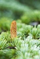 New pine cone sprout photo