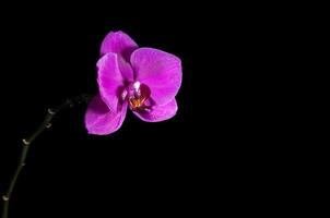 orchid branch with a pink flower, isolated on black background photo