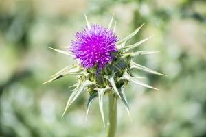 Thistle flower with an insect above