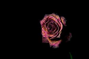 rosa roja muerta sobre fondo negro foto