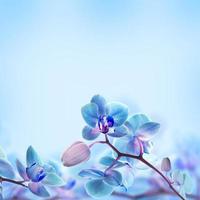 Floral background photo