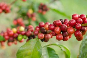 coffee beans growing on tree photo