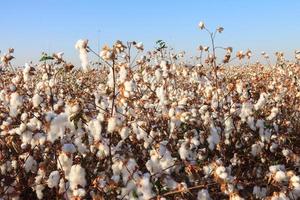 Ripe cotton on field