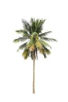 coconut palm trees isolated on white background