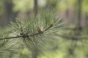 Branch of pine tree photo