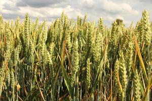 Close up of wheat grain photo