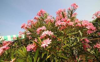 Oleander plant with beautiful colored flowers photo