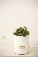 Green plants in retro watering can photo