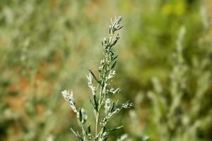 wormwood steppe grass in the summer photo