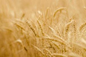 Golden Wheat photo