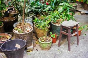 potted plants photo