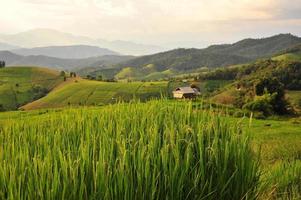 campos de arroz al atardecer