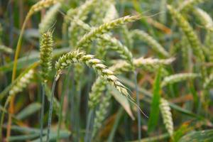 Ears of wheat photo