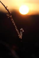 puesta de sol sobre una planta