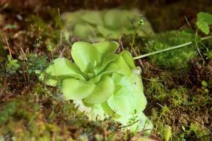 Carnivorous plant butterworts Pinguicula photo