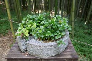 White Tea/Green Tea Plant