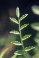 Young plant of cicer arietinum l photo