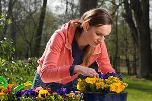 Planting pot of flowers