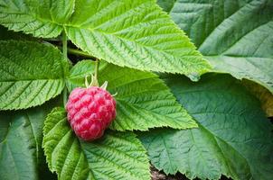 Berries of a raspberry on leaves photo