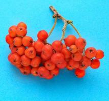 Red ashberry photo