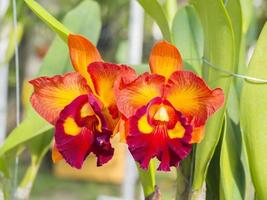 beautiful orchid flowers on farm photo