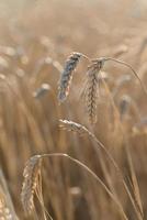 close-up golden ripe wheat ear cereal field summertime before harvest photo