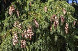 Cones on fir tree photo