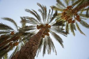 Date palm trees photo